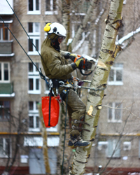 Tăierea plopilor