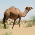 Odnogroby camel, 3 litere