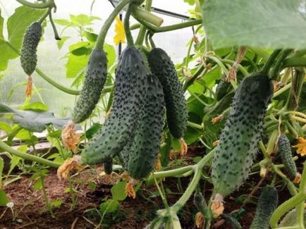 Descrierea, avantajele și dezavantajele fructelor de curcan f1, semințe, crescând în seră, în aer liber