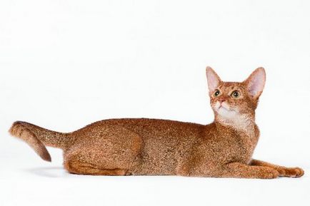Culorile pisicii abisinian de la genetice la argint