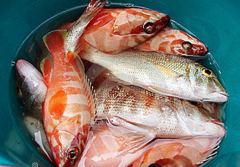 Red Snapper „(sügér) Red Snapper