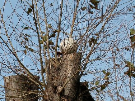 Fiatalító metszés nyár (nyomja egymással) Fiatalító metszés jegenye