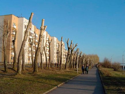 Fiatalító metszés nyár (fiatalító) Fiatalító metszés jegenye