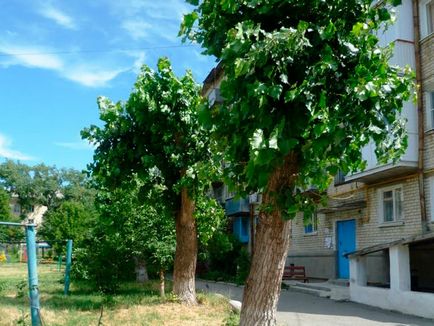 Омолоджуюча обрізка тополь