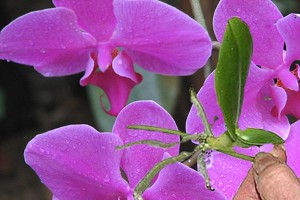 Orhidee udare, transplant și alte sfaturi