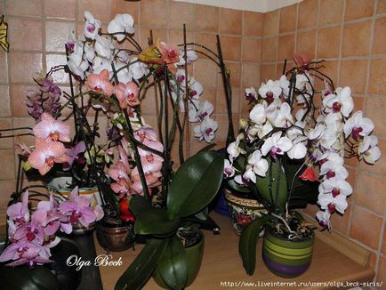 Orhidee udare, transplant și alte sfaturi