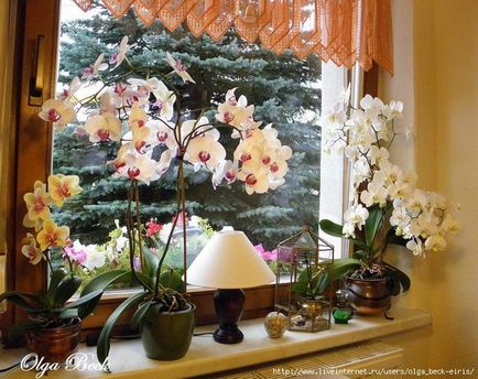 Орхідеї полив, пересадка і інші поради