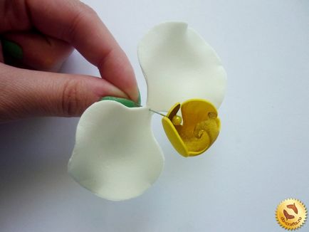 Orchid származó foamirana mesterkurzus lépésről lépésre fotók saját kezűleg
