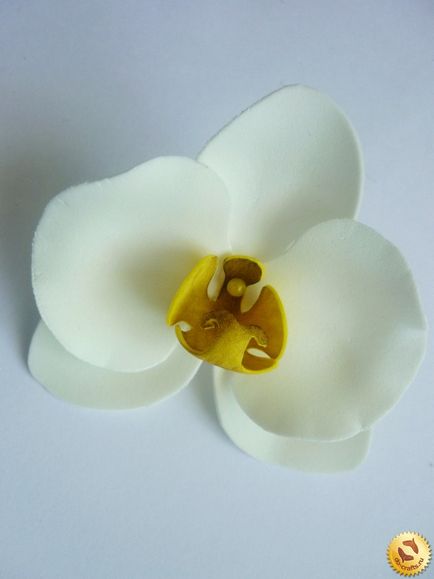 Orchid származó foamirana mesterkurzus lépésről lépésre fotók saját kezűleg