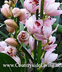 Cymbidium orchid (cymbidium)