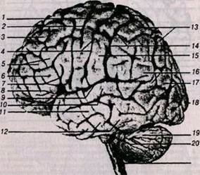 Caracteristici ale structurii anatomice a păsărilor - biologie