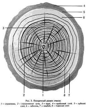 Caracteristici ale structurii anatomice a păsărilor - biologie