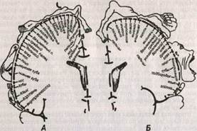 Caracteristici ale structurii anatomice a păsărilor - biologie