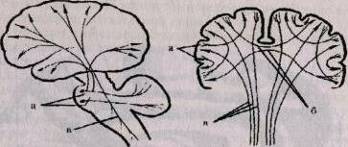 Caracteristici ale structurii anatomice a păsărilor - biologie