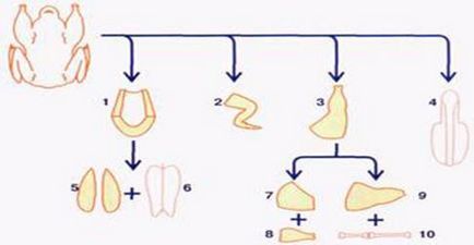 Caracteristici ale structurii anatomice a păsărilor - biologie