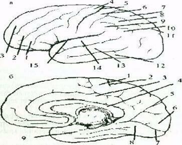 Caracteristici ale structurii anatomice a păsărilor - biologie