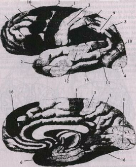 Caracteristici ale structurii anatomice a păsărilor - biologie