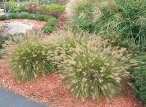 Caracteristicile plantei pennisetum - idei de gradina si experienta de gradinari