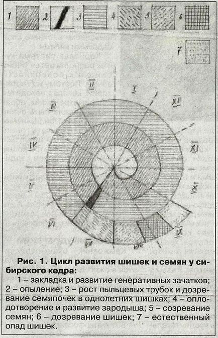 Особливості семяношеніе кедра - сади сибіру