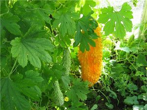 Particularitățile cultivării și îngrijirii pisicilor de casă la domiciliu (fotografie a unei plante)