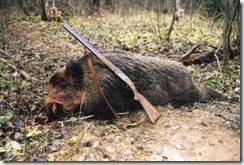 Vânătoare de mistreț, vânătoare mare (mistreț) Vânătoare de mistreț, vânătoare mare