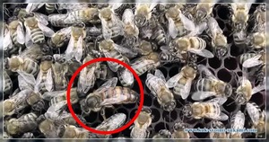 Regina albină este regina albinelor, care arată diferit și asigură continuarea genului, altfel este