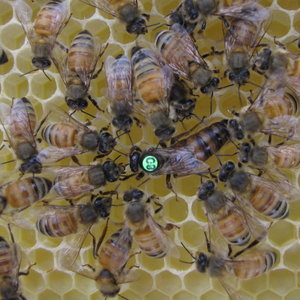Regina albină este regina albinelor, care arată diferit și asigură continuarea genului, altfel este