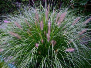 Pennisetum, pentru