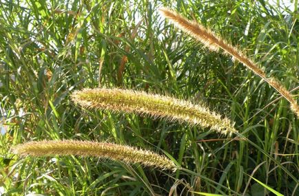 Pennisetum fotografie, vederi, cultivare și îngrijire