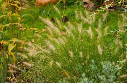 Pennisetum fotografie, vederi, cultivare și îngrijire