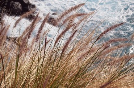 Pennisetum fotografie, vederi, cultivare și îngrijire