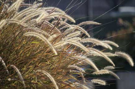 Pennisetum fotografie, vederi, cultivare și îngrijire