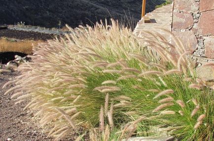 Pennisetum fotografie, vederi, cultivare și îngrijire