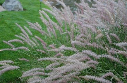 Pennisetum fotografie, vederi, cultivare și îngrijire