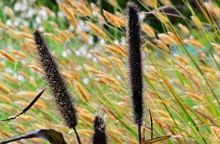 Pennisetum fotografie, vederi, cultivare și îngrijire