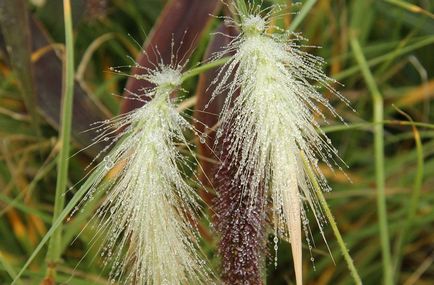 Pennisetum снимки, видове, отглеждане и поддръжка