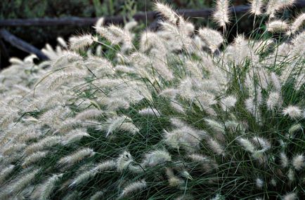 Pennisetum fotografie, vederi, cultivare și îngrijire