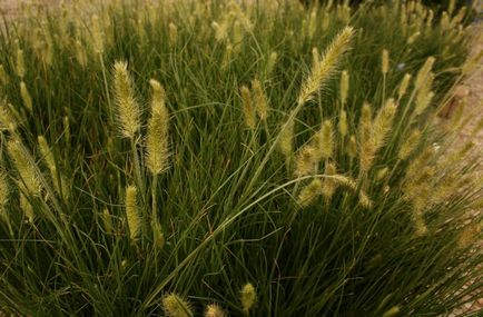 Pennisetum снимки, видове, отглеждане и поддръжка