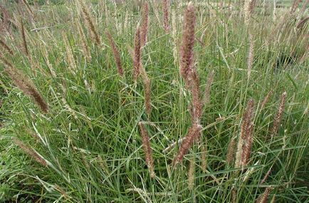 Pennisetum fotografie, vederi, cultivare și îngrijire