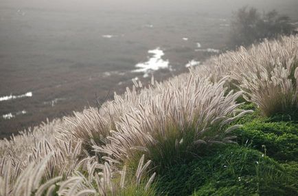 Pennisetum fotografie, vederi, cultivare și îngrijire