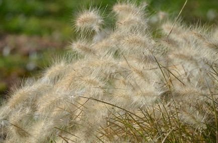 Pennisetum fotografie, vederi, cultivare și îngrijire