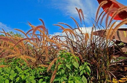 Pennisetum fotografie, vederi, cultivare și îngrijire