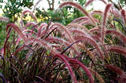 Pennisetum fotók, faj, termesztés és karbantartás