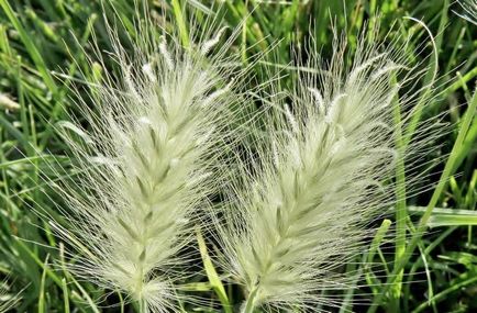 Pennisetum fotografie, vederi, cultivare și îngrijire