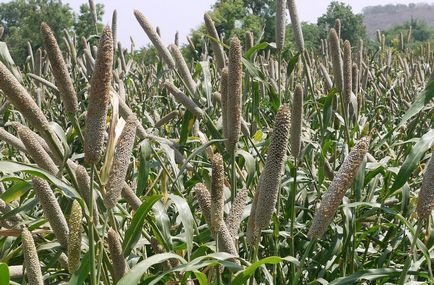 Pennisetum fotografie, vederi, cultivare și îngrijire