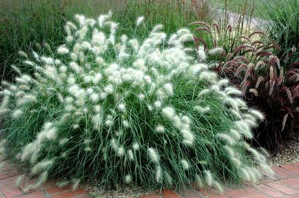 Pennisetum spp. Și alte specii crescând din semințe, plantare, îngrijire