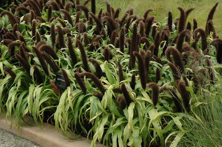Pennisetum lisohvostny és más típusú növekvő magról, ültetés, gondozás