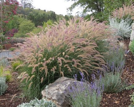 Pennisetum spp. Și alte specii crescând din semințe, plantare, îngrijire