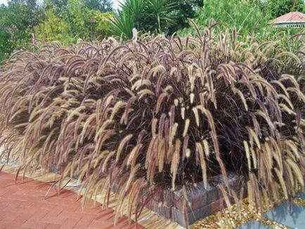 Pennisetum spp. Și alte specii crescând din semințe, plantare, îngrijire