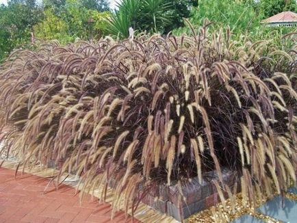 Pennisetum lisohvostny és más típusú növekvő magról, ültetés, gondozás